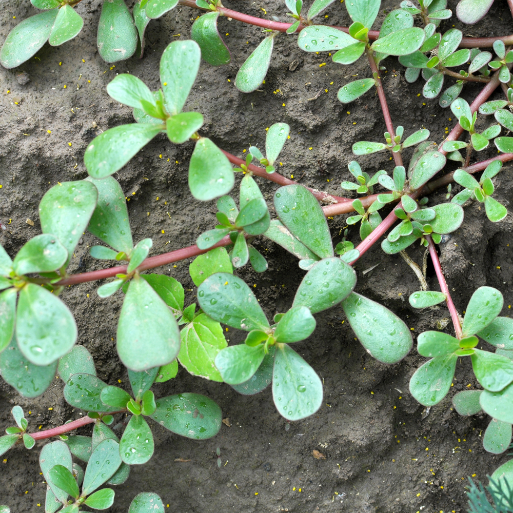 Purslane - Green