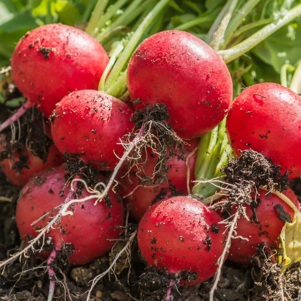 Radish – Champion (100-120 Seeds)