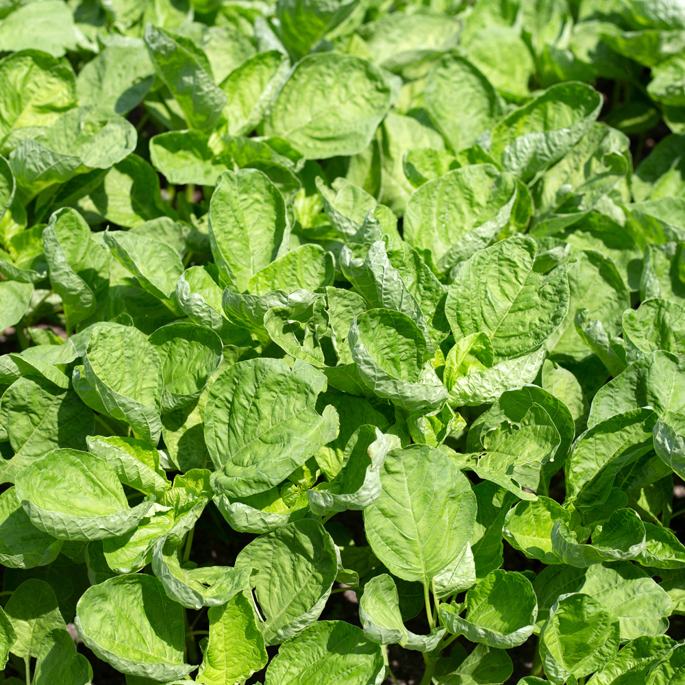 Spinach – Bloomsdale Long Standing (100-120 Seeds)