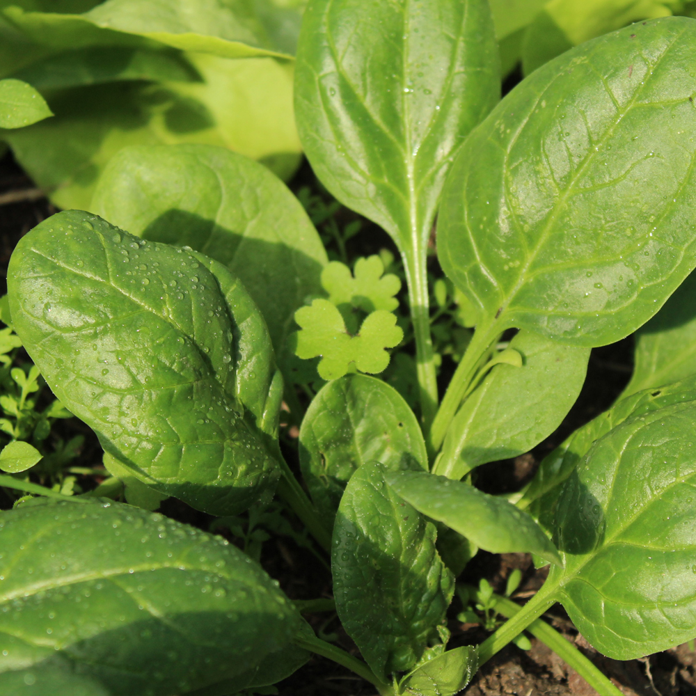 Spinach – Giant Noble (100-120 Seeds)