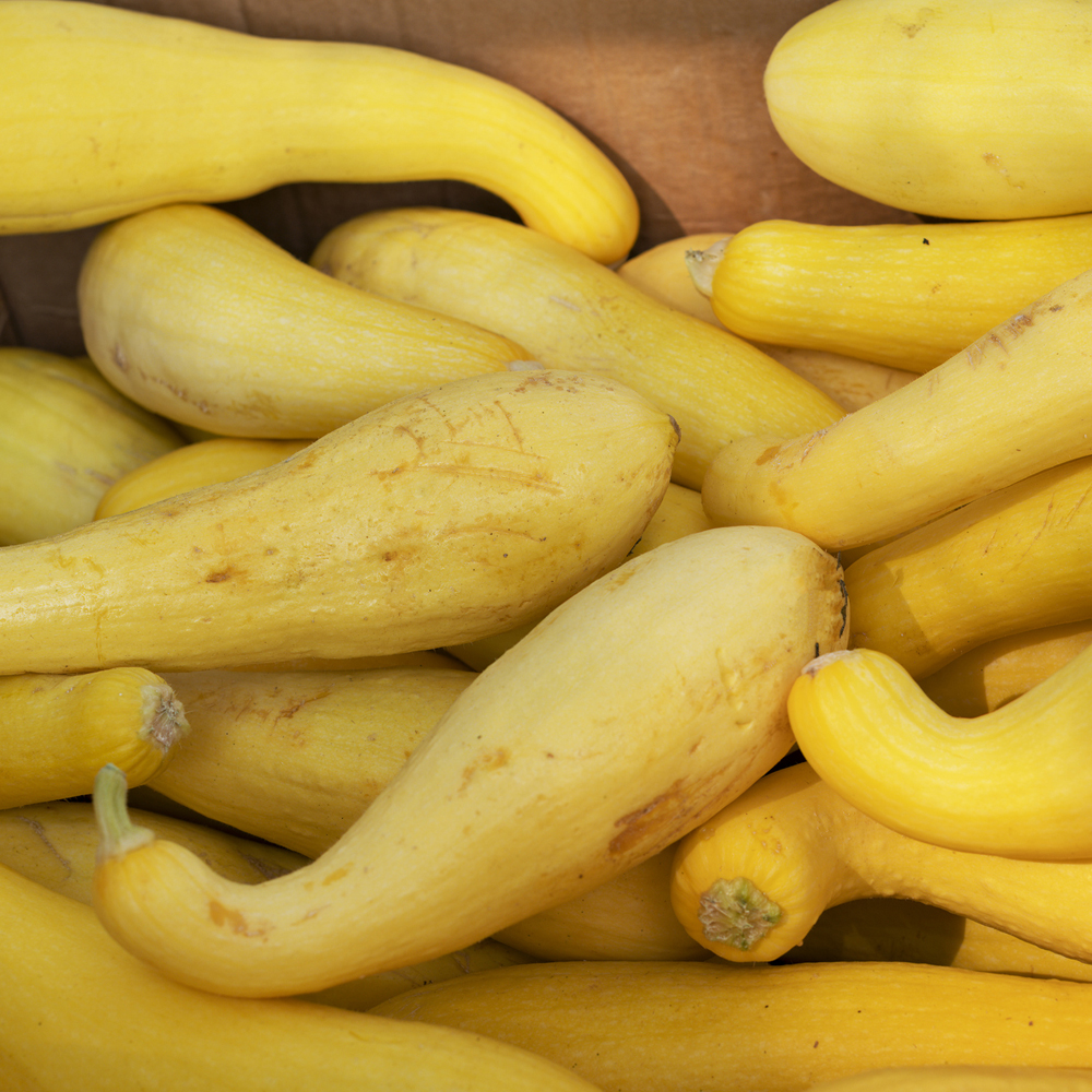 Squash – Summer – Crookneck (6-8 Seeds)