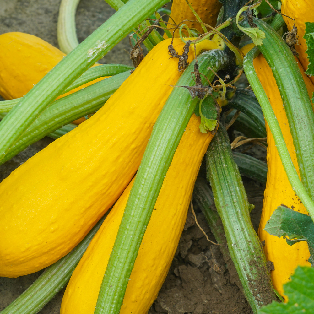 Squash - Summer - Early Prolific Straightneck