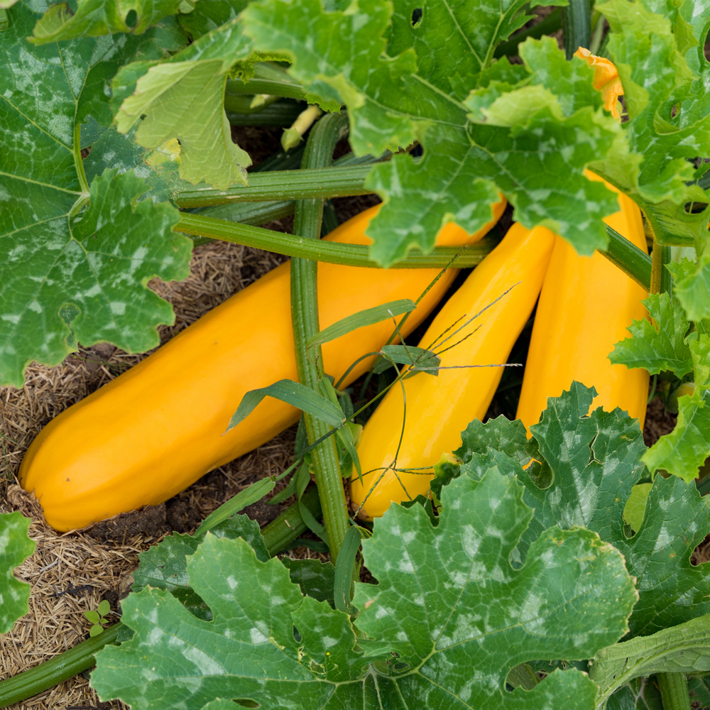 Squash - Summer - Golden Glory Hybrid