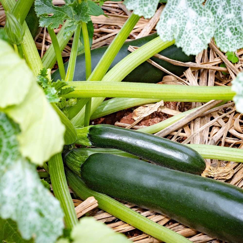 Squash – Summer – Zucchini Black Beauty (6-8 Seeds)