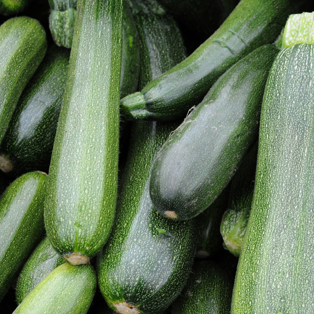 Squash - Summer - Zucchini Cashflow Hybrid
