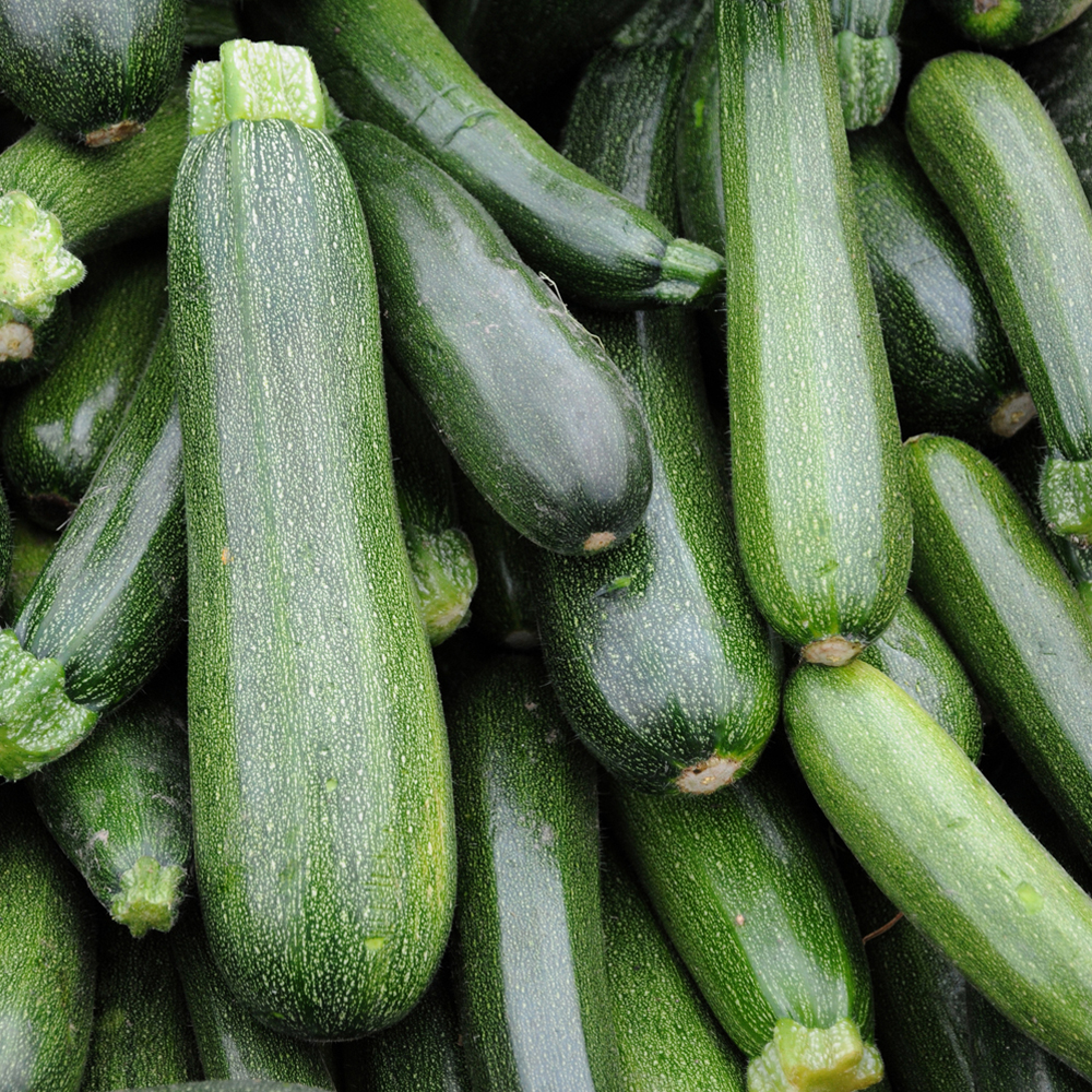 Squash - Summer - Zucchini, Endurance BC, F1