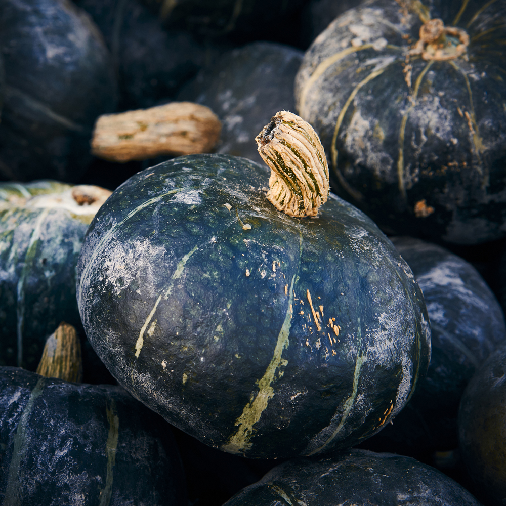 Squash – Winter – Burgess Buttercup (6-8 Seeds)