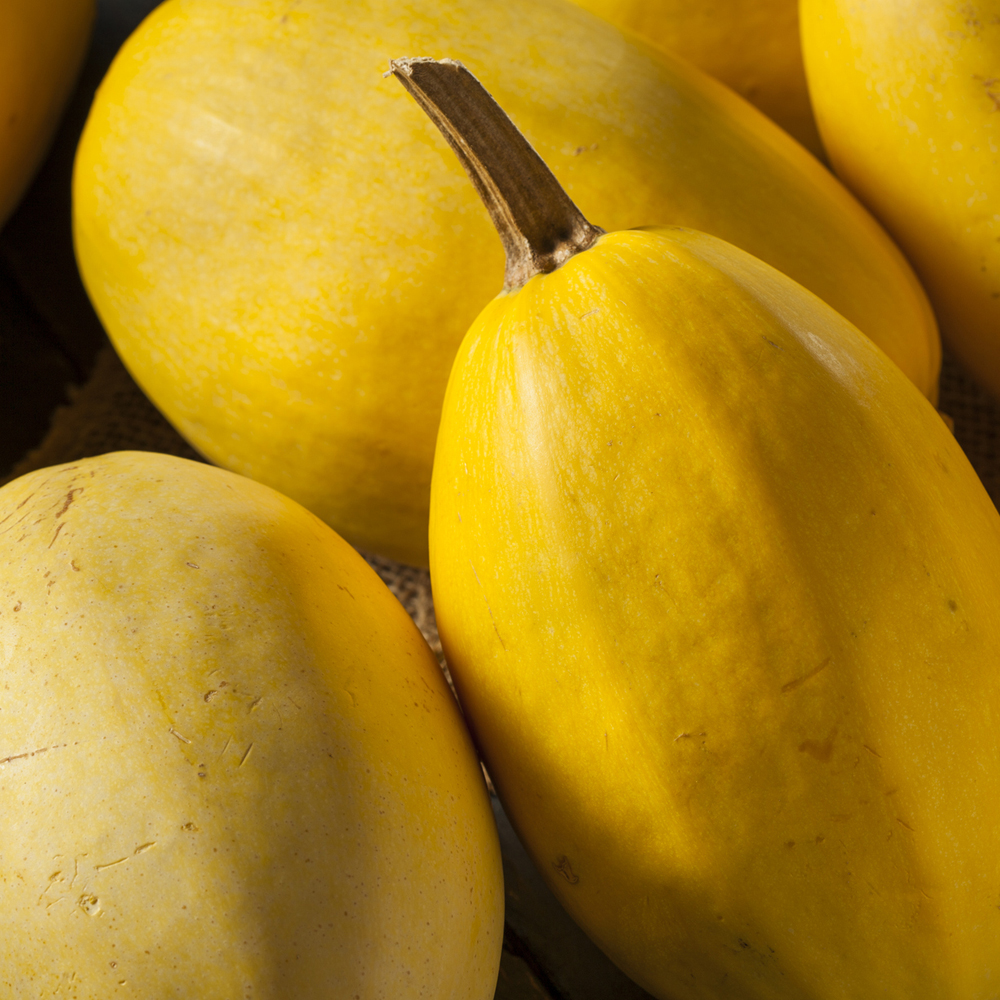 Squash – Winter – Vegetable Spaghetti (6 Seeds)