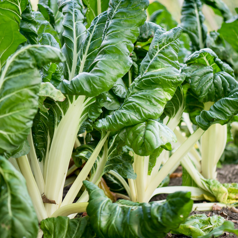 Swiss Chard – Lucullus (10-12 Seeds)