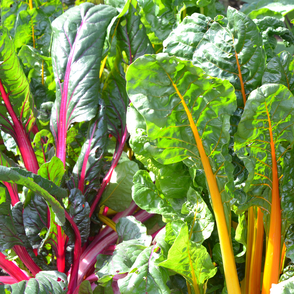 Swiss Chard – Rainbow Mixture (10-12 Seeds)