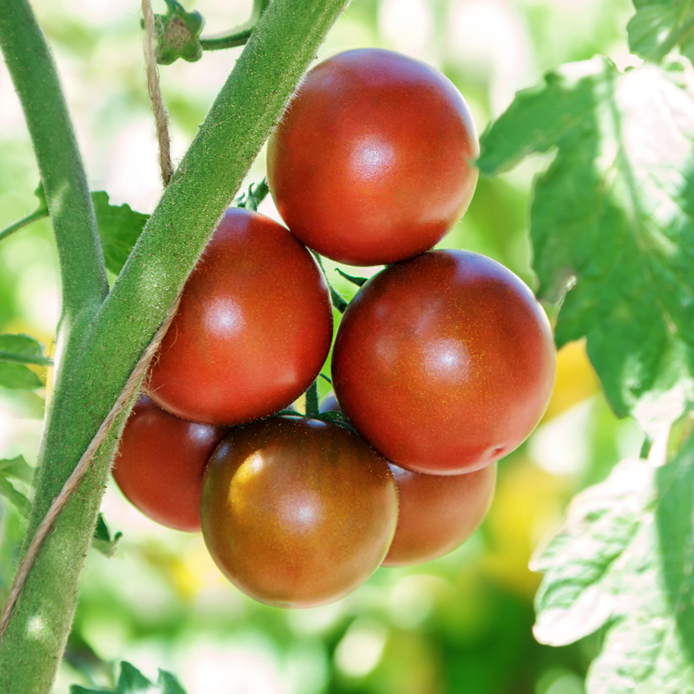 Tomato – Cherry – Chocolate Cherry (16-18 Seeds)