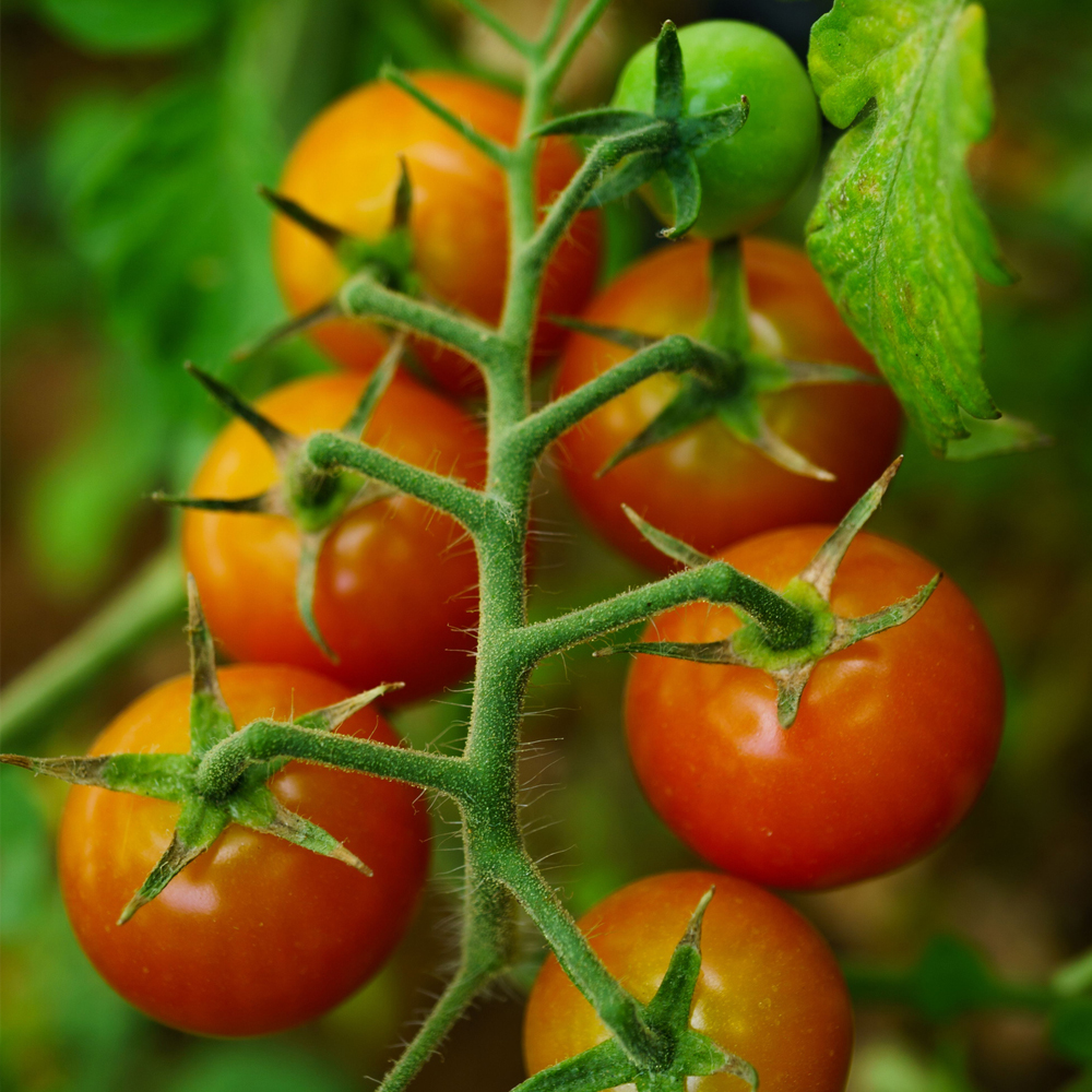 Tomato – Cherry – Large Red Cherry (16-18 Seeds)