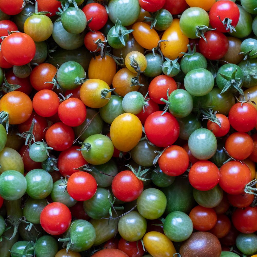 Tomato – Cherry – Rainbow Cherry Mix (16-18 Seeds)