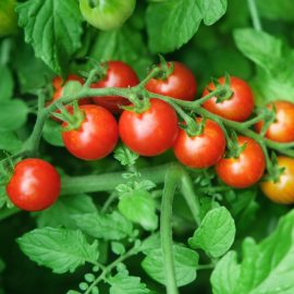 Tomato – Cherry – Sweetie (16-18 Seeds)