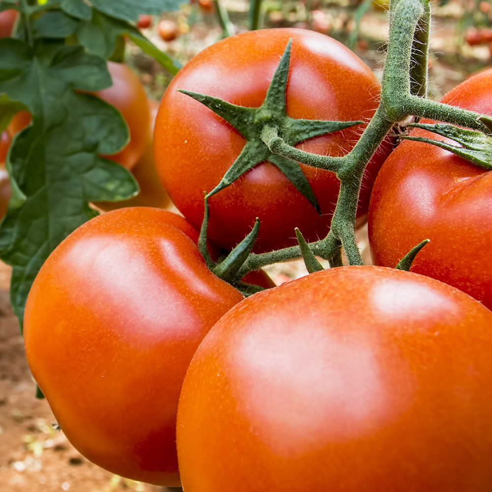 Tomato – Oregon Spring (16-18 Seeds)
