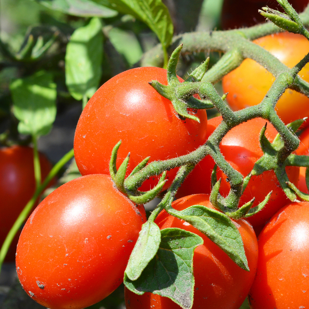 Easy Vegetables to Grow