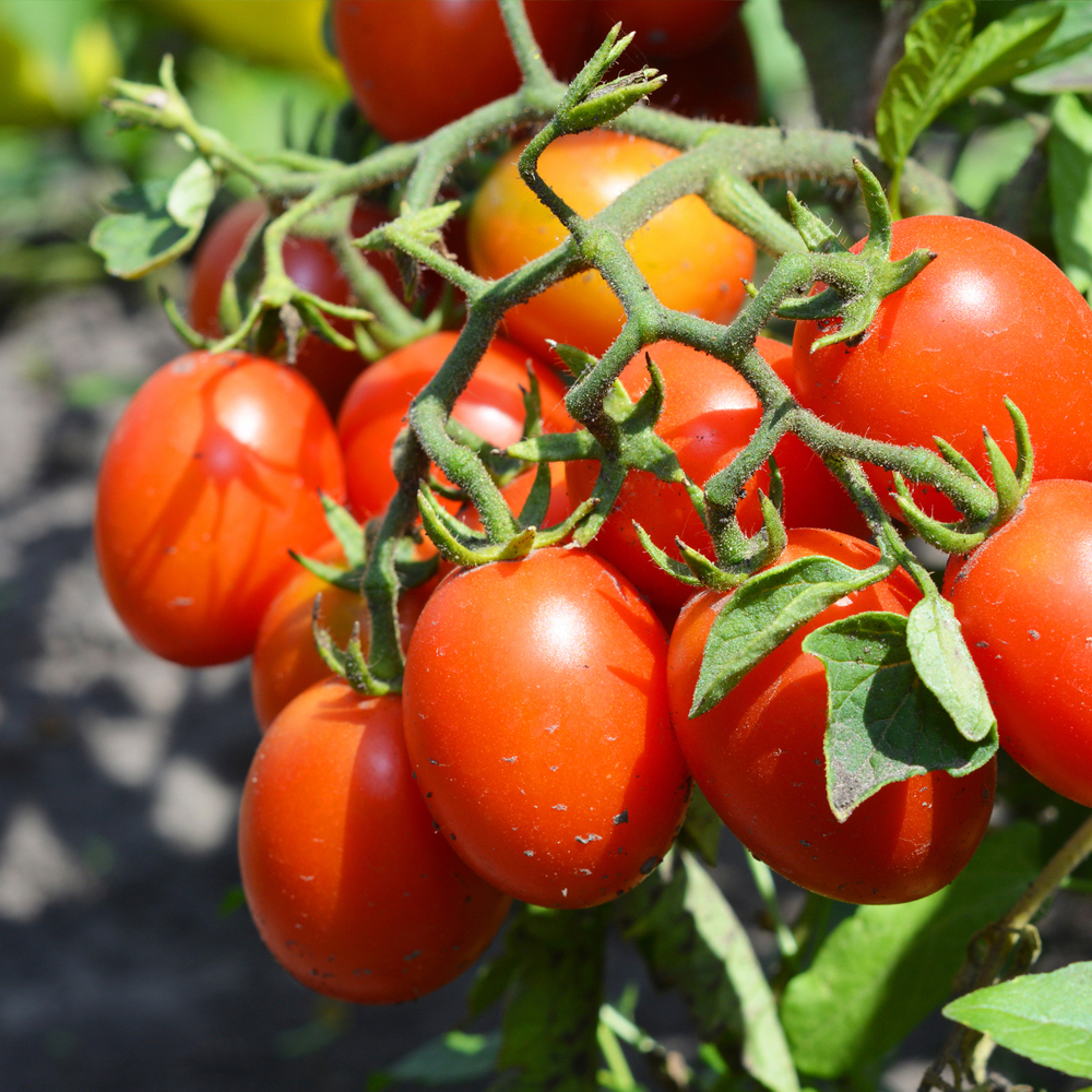 Tomato – Paste – Roma VF (16-18 Seeds)