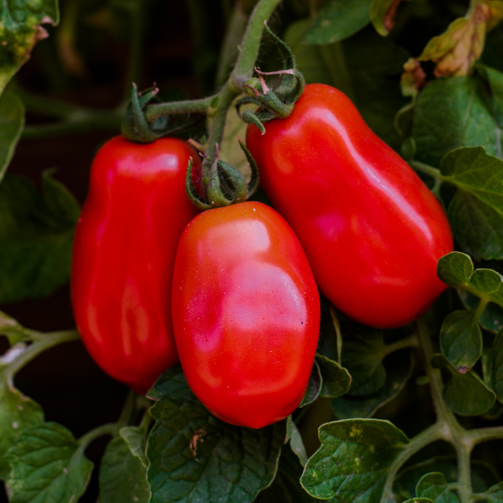 Tomato – Paste – San Marzano Indeterminate (16-18 Seeds)