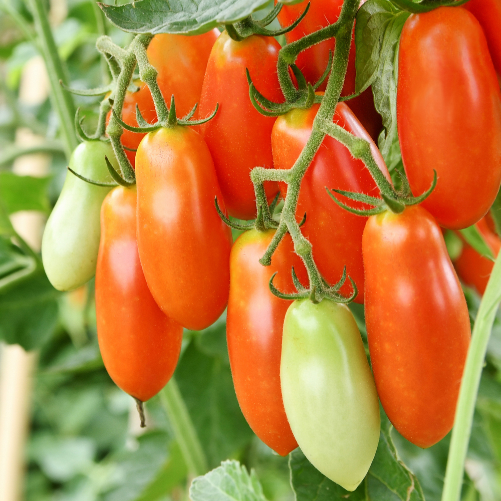 Tomato - Paste - San Marzano Determinate (16-18 Seeds)
