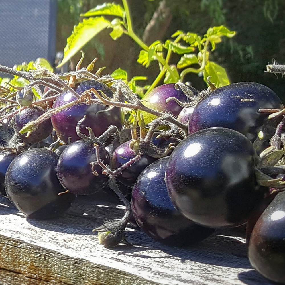 Tomato - Slicing - Black Krim (16-18 Seeds)