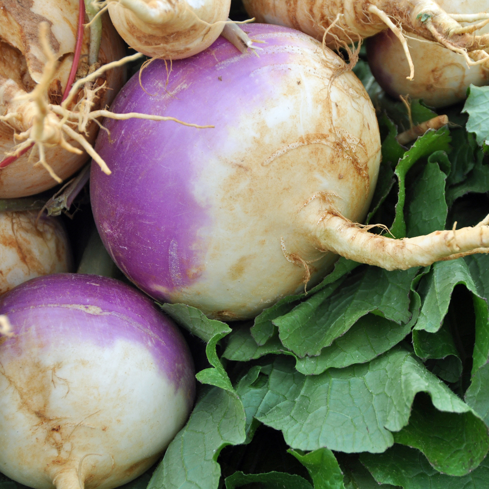Turnip – Purple Top White Globe (60-80 Seeds)