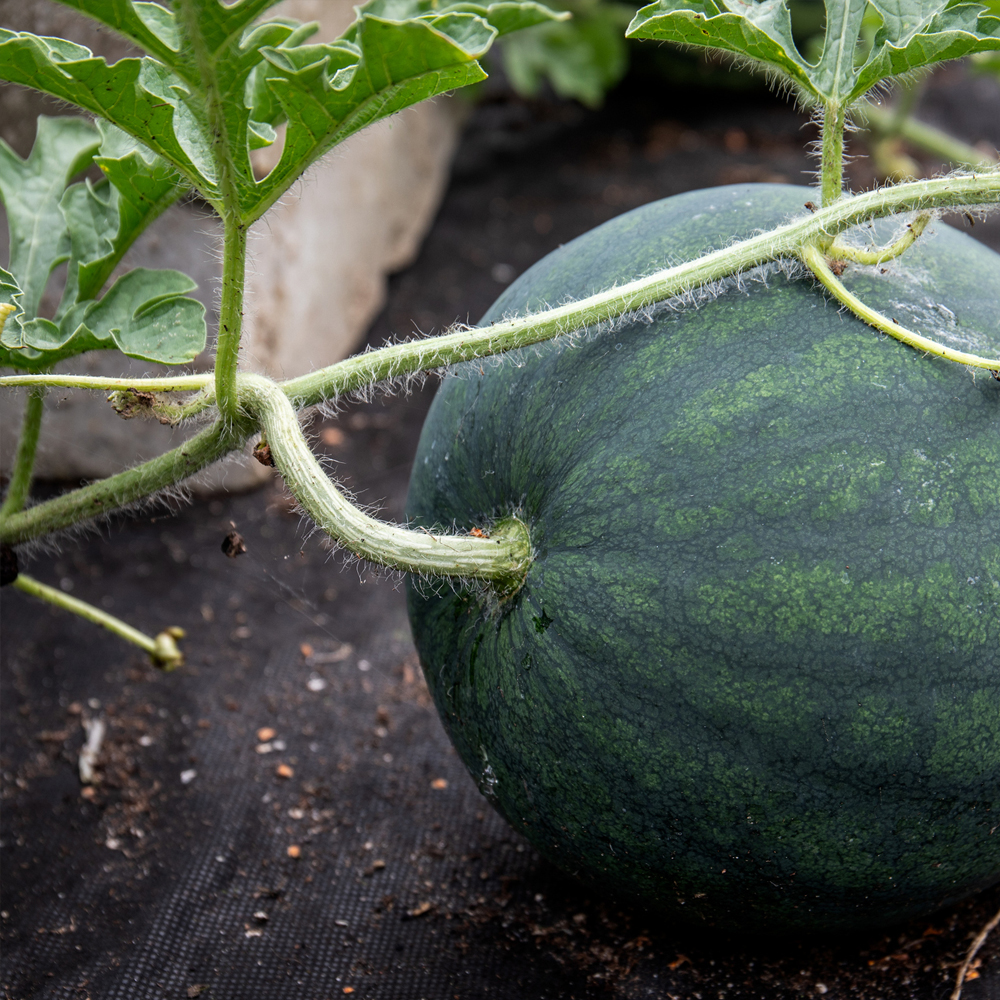 Watermelon – Mini – Sugar Baby (6-8 Seeds)