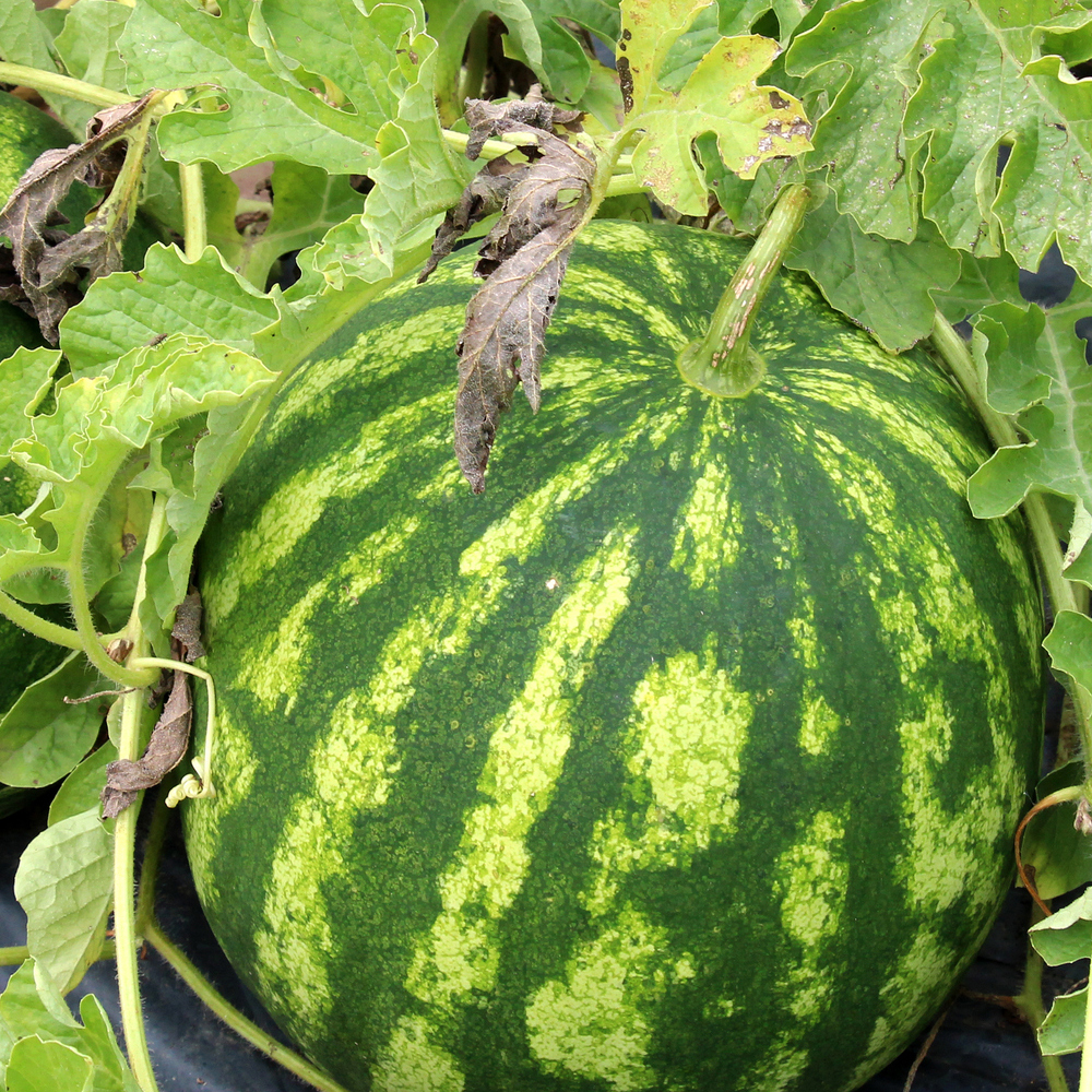 Watermelon – Picnic – Crimson Sweet (6-8 Seeds)