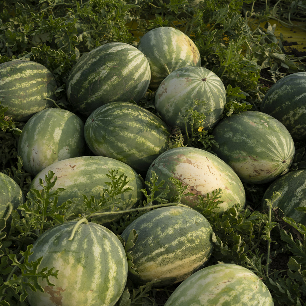 Watermelon – Picnic – Jubilee (6-8 Seeds)