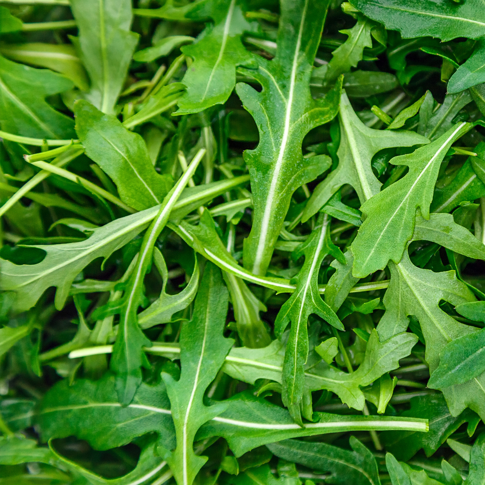 Arugula - Runway