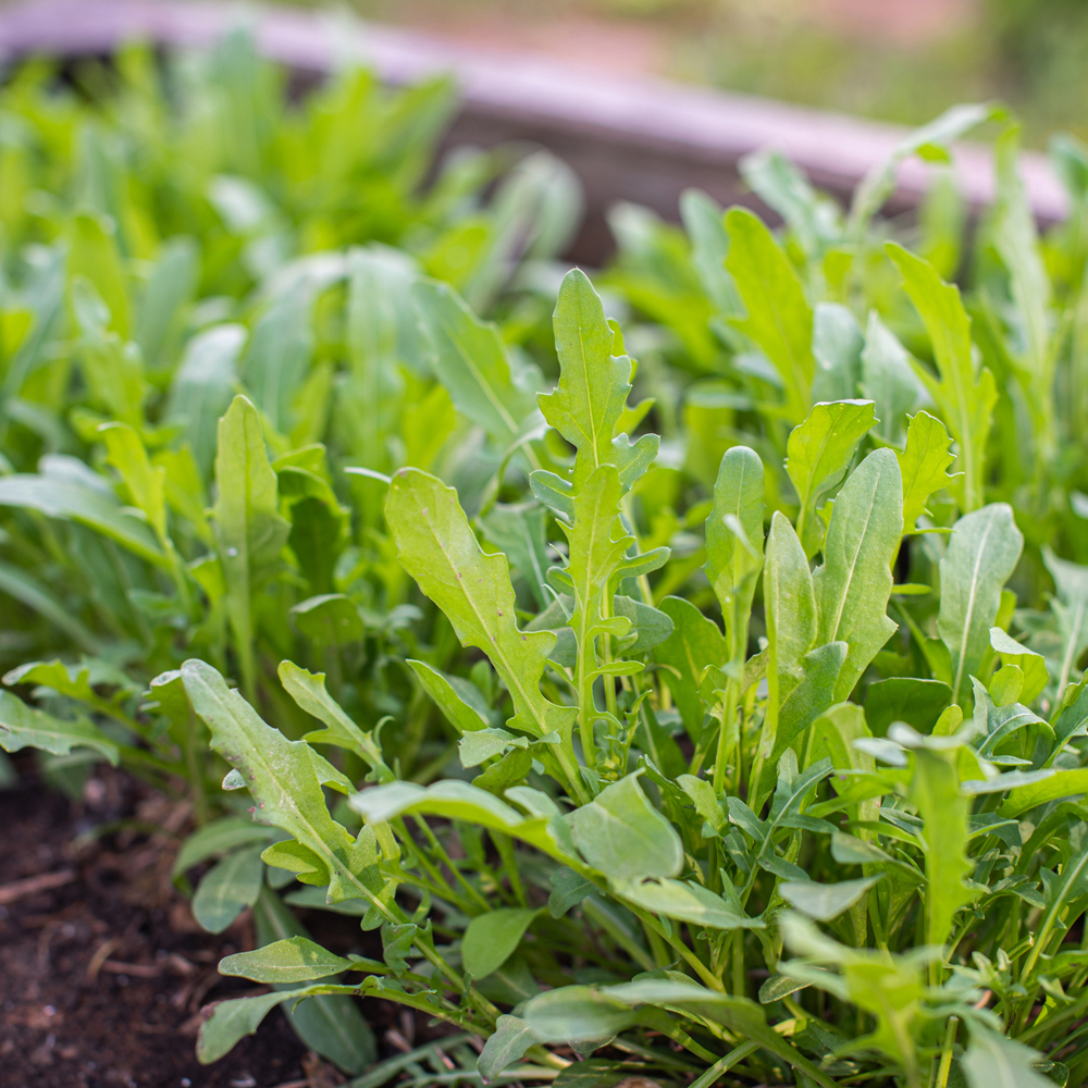 Arugula - Slow Bolt