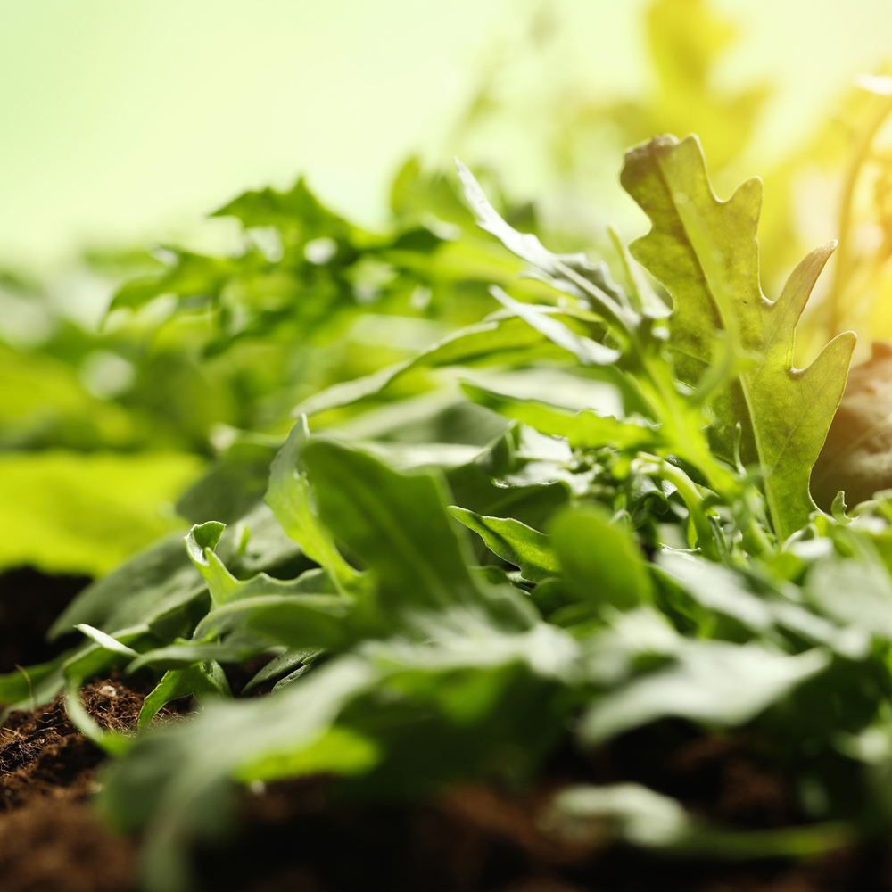 Arugula - Wild