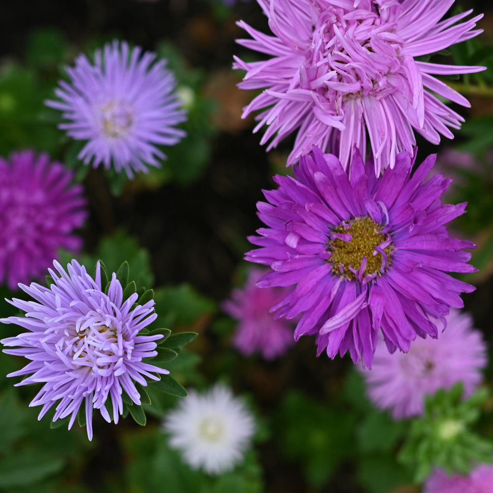 Aster - Crego Giant Mixture