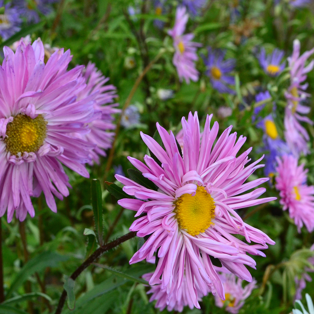 Aster - Crego Giant Mixture
