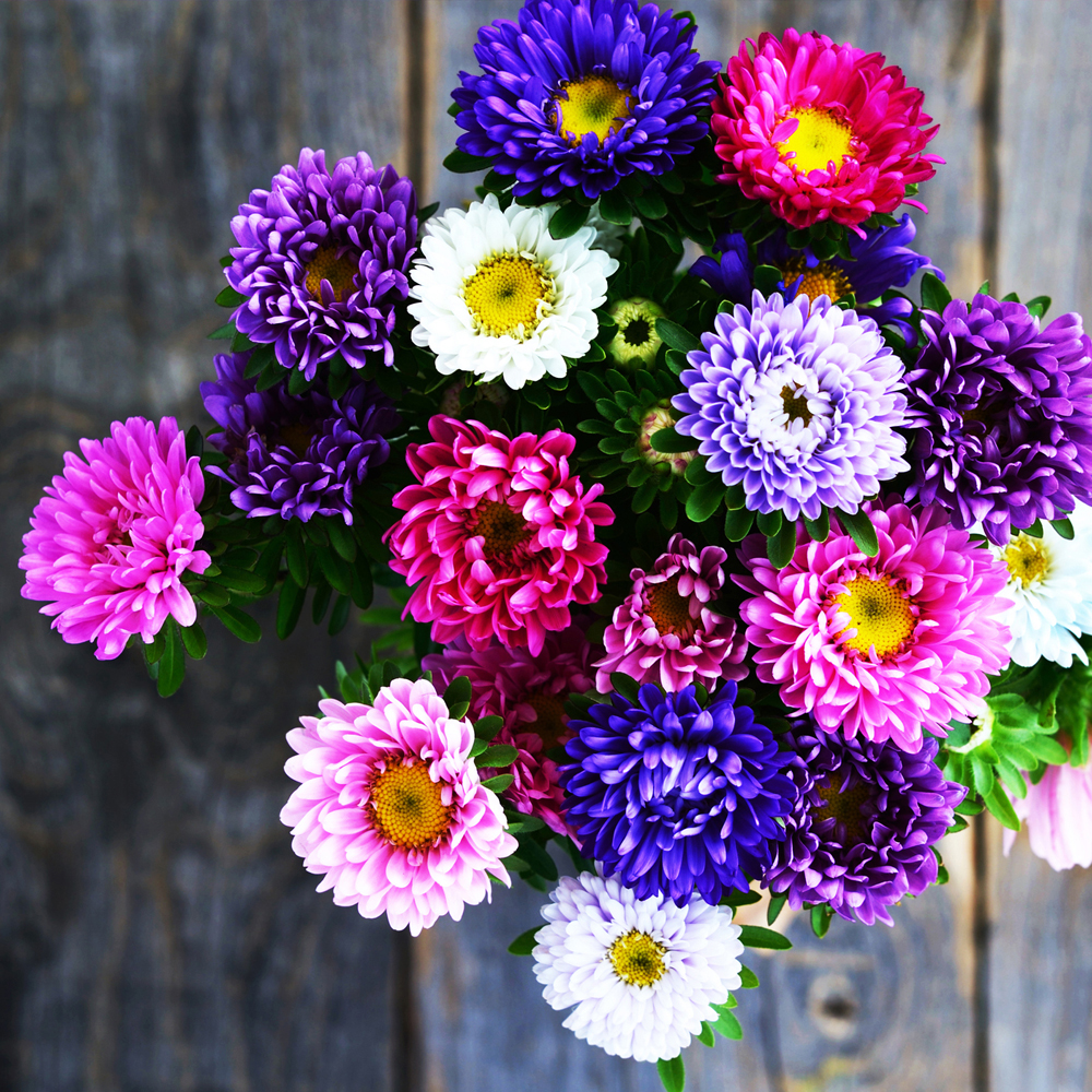 Aster – Powderpuff Mix
