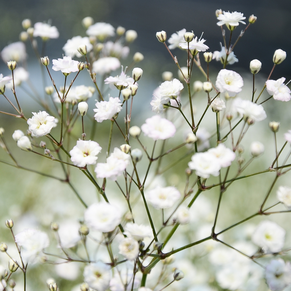 Babys Breath – Covent Garden Market (100-120 Seeds)