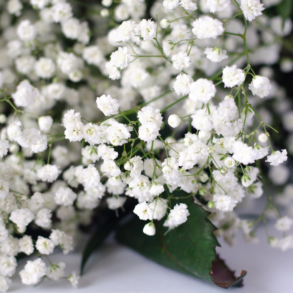 Babys Breath - Covent Garden Market (100-120 Seeds)