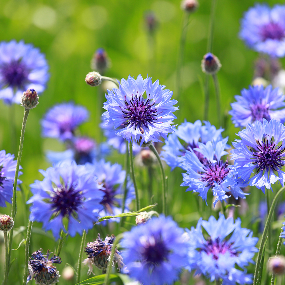 Bachelors Buttons – Mixed Colors (60-80 Seeds)