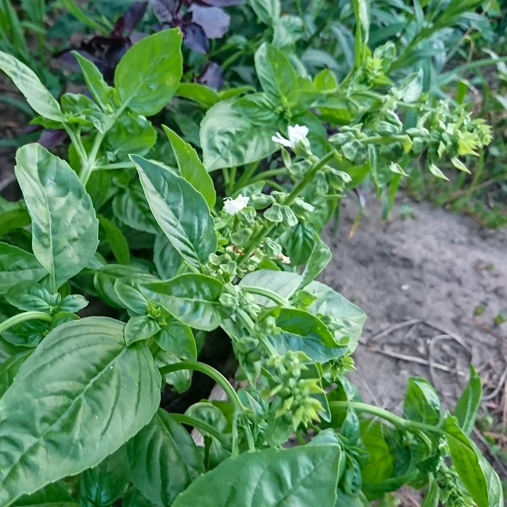Basil - Anise