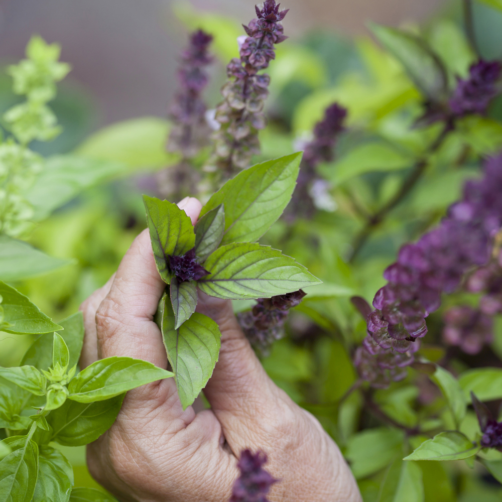 Basil – Cinnamon (100-120 Seeds)