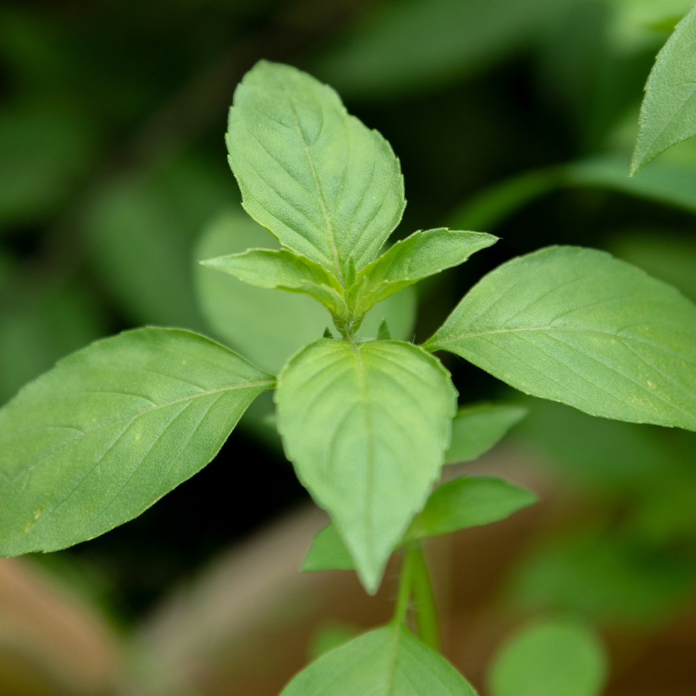 Basil - Clove Scented