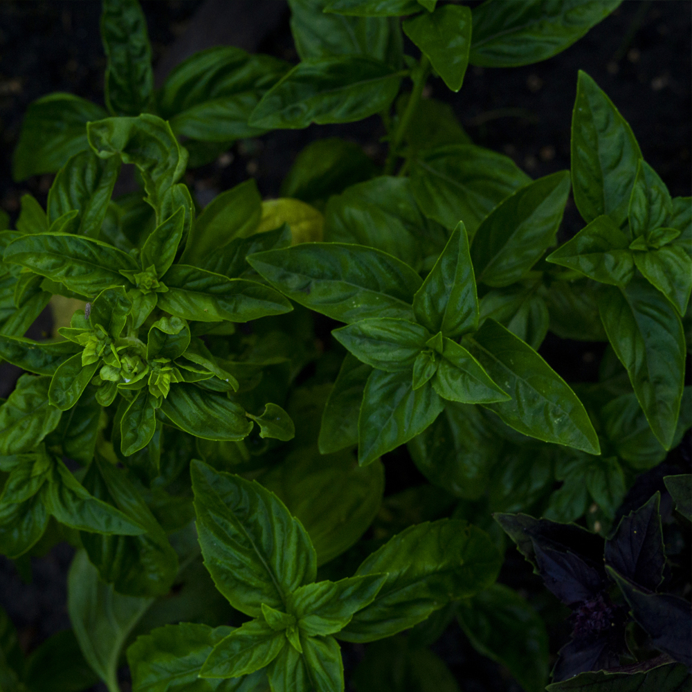 Basil - Corsican