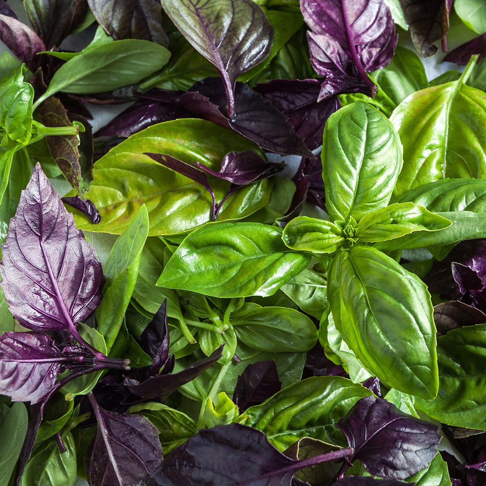 Basil - Culinary Blend