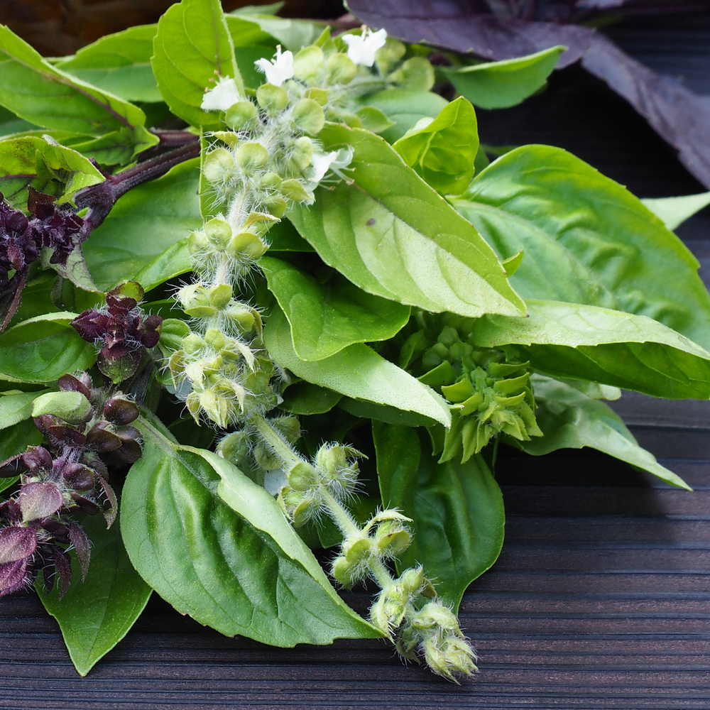 Basil - Culinary Blend