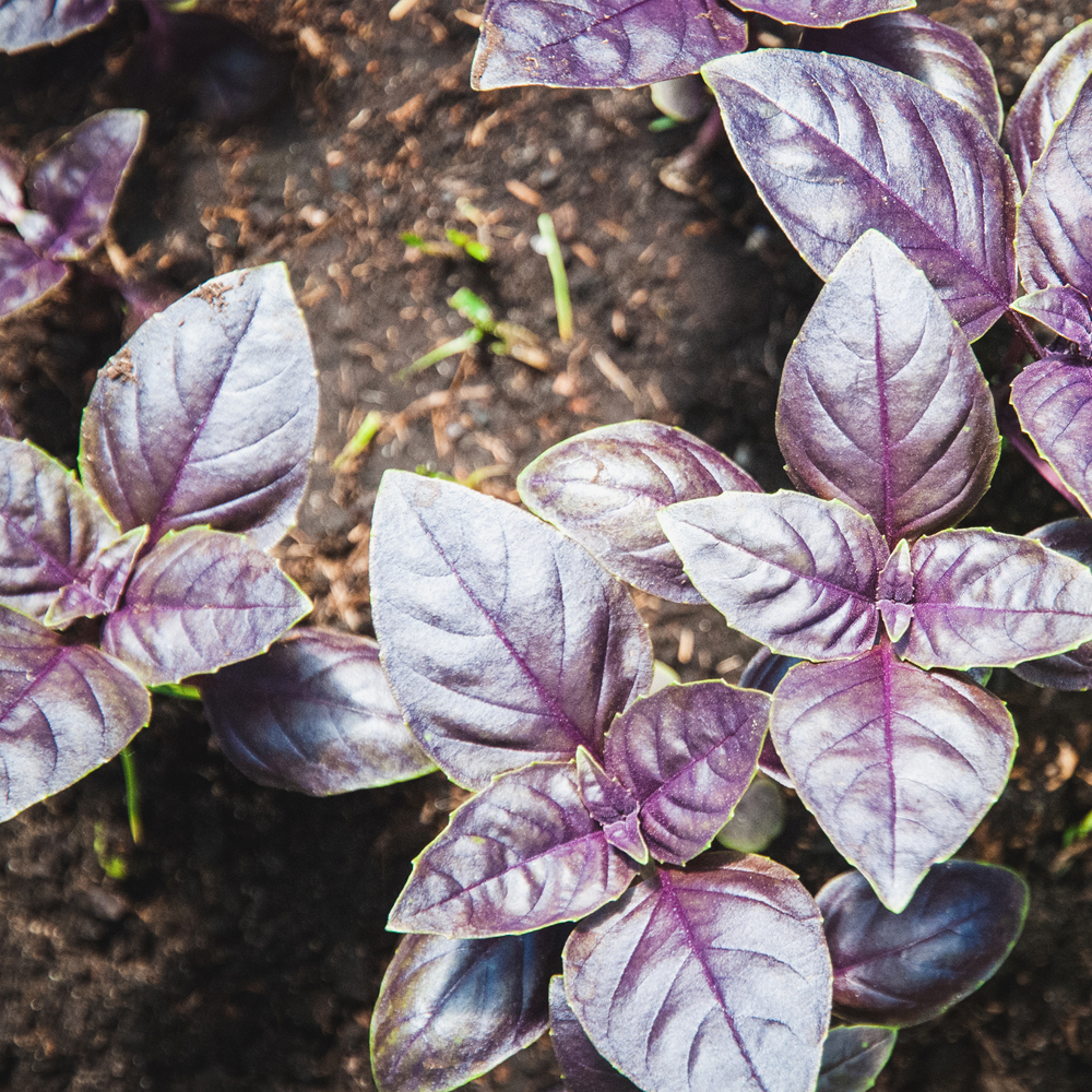 Basil - Dark Opal