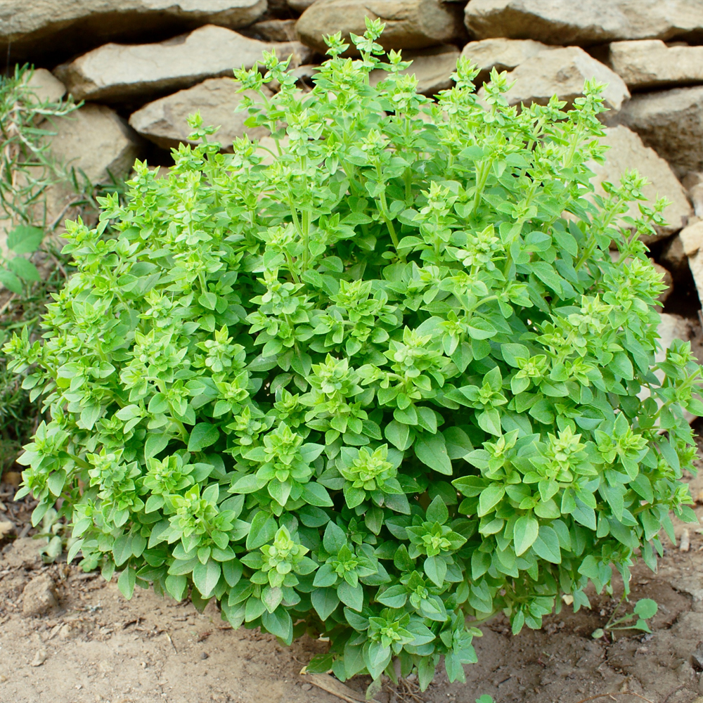 Basil - Dwarf Greek