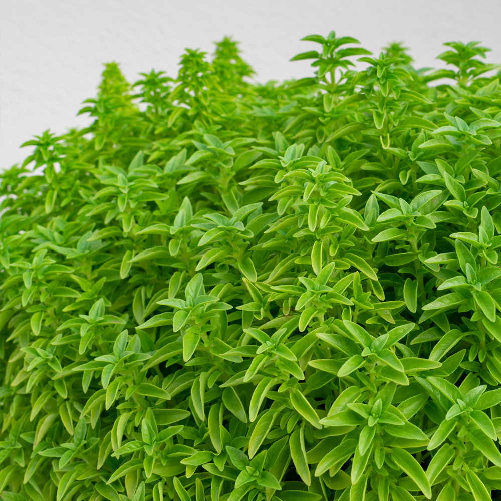 Basil - Fino Verde