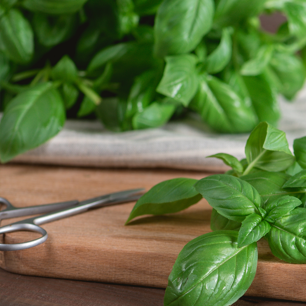 Basil - Fino Verde