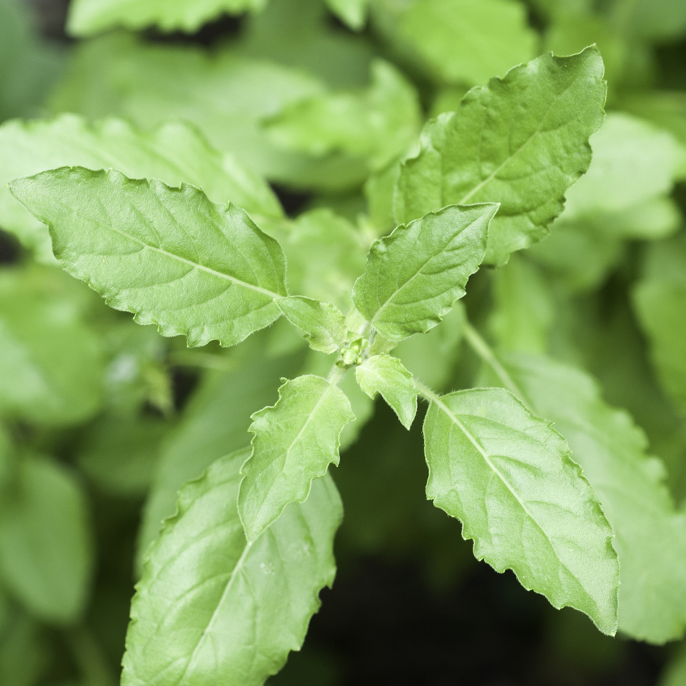 Basil - Holy Basil Green Leaf