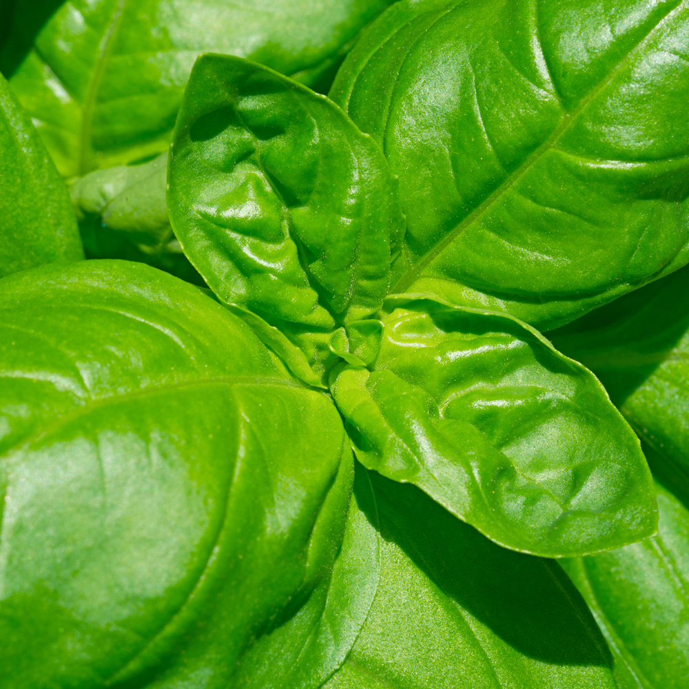 Basil – Italian Large Leaf (100-120 Seeds)