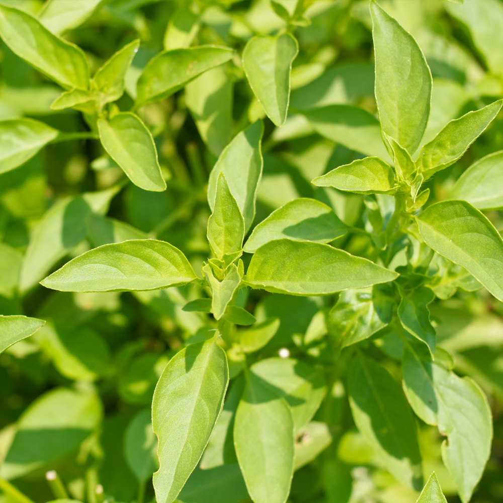 Basil – Lemon (100-120 Seeds)